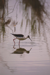 Winged stilts in a protected nature reserve
