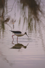 Fototapeta premium Winged stilts in a protected nature reserve