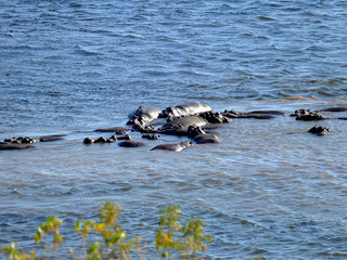 Fototapeta premium Botswana, Africa, Safari