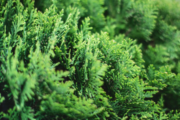 Fototapeta premium Closeup of green christmas leaves of Thuja trees on white background. Thuja twig, Thuja occidentalis, Platycladus orientalis, Chinese thuja. Evergreen plant