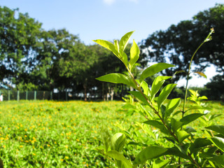 green tree in the garden
