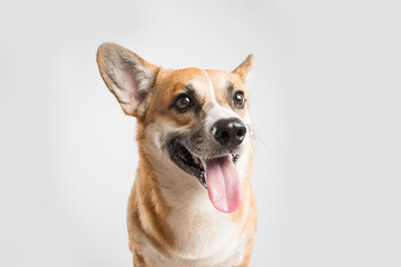 Welsh Corgi Pembroke dog sticking out tongue over white