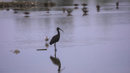 Fototapeta premium Glossy ibis in a protected natural reserve