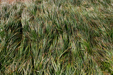 Green meadow textured in rural scenery feel natural energy