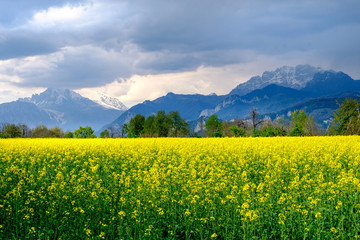 Fototapeta premium Paesaggio primaverile