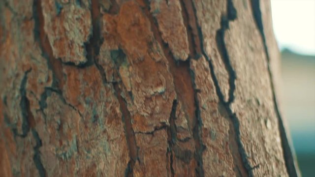Tree bark texture background, detail of neem tree bark, Indian nature 