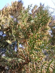 beautiful green conifer in sunny weather in the park