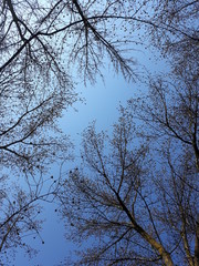 bottom view of tall trees against the sky
