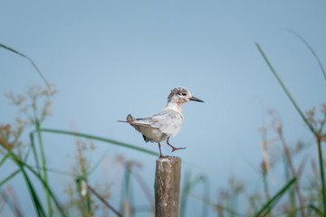 Water birds that are naturally tricky