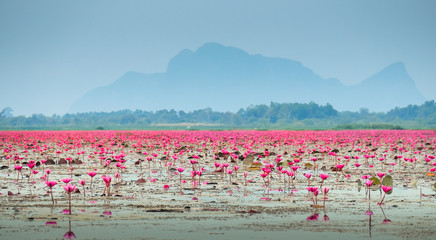 Red lotus pond in Phatthalung, Thailand