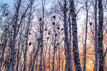 crow's nests on birches at sunset and moon