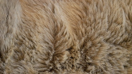 Animal fur textured background close up feel like comfy when lay down on fluffy mattress