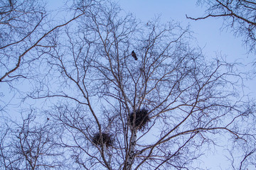 crow's nests on birches at sunset and moon