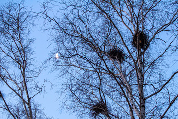 crow's nests on birches at sunset and moon