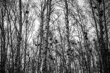 crow's nests on birches at sunset and moon