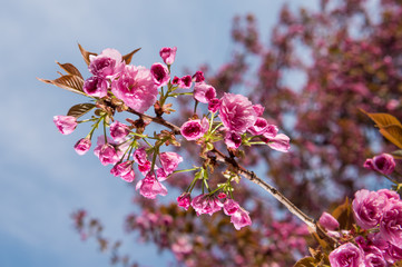 Pink Japanese cherry-tree blossom. Sakura.
