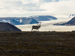 Stille, Weite, Einsamkeit -Gletscherlandschaft mit Karibu in Spitzbergen