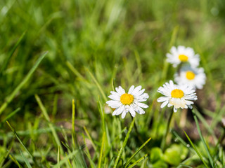 Gänseblümchen auf einer Wiese