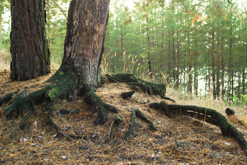 Pine root system.