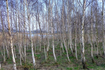 Fototapeta premium trees in forest