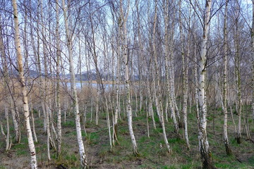Naklejka premium birch tree