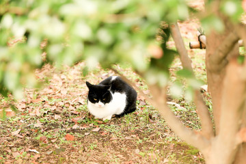 木陰の猫