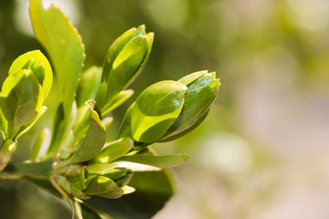 hedge buxus new spring shoots close up view