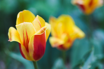yellow tulip spring flower close up view