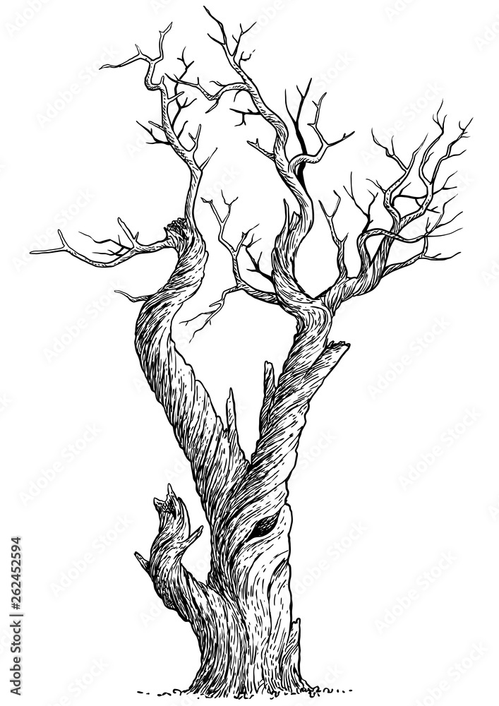 Wall mural Dead tree illustration, drawing, engraving, ink, line art, vector