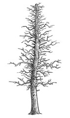 Dead tree illustration, drawing, engraving, ink, line art, vector