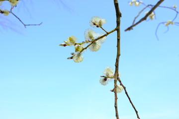 blossoms