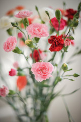 Fleurs d'oeillets au printemps 