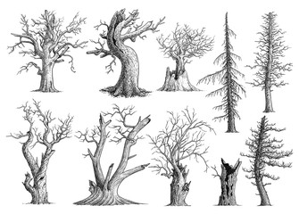 Dead tree collection illustration, drawing, engraving, ink, line art, vector