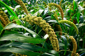 Mature millet in the farmland
