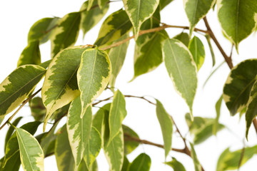 ficus tree isolated on white background