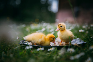 Baby Duck