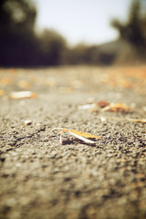 Fallen leaves view