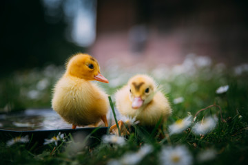 Baby Duck