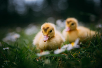 Baby Duck