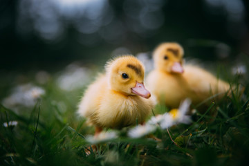 Baby Duck