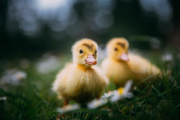 Baby Duck