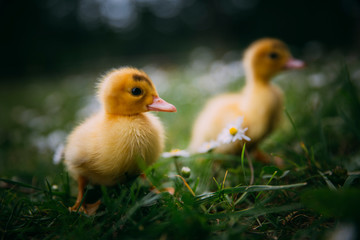 Baby Duck
