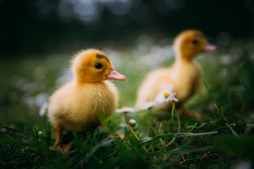 Baby Duck