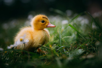 Baby Duck