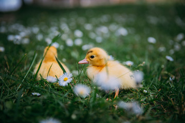 Baby Duck