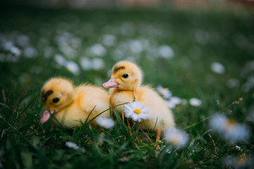 Baby Duck