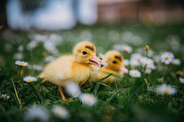 Baby Duck
