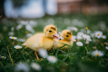 Baby Duck