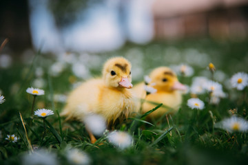 Baby Duck