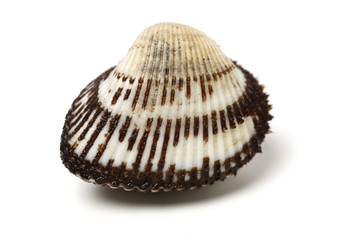 Scapharca subcrenata on white background 